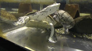 ヒラリーカエルガメ と ミシシッピーニオイガメ 箱根園水族館 2018年10月28日 [upl. by Haseefan]