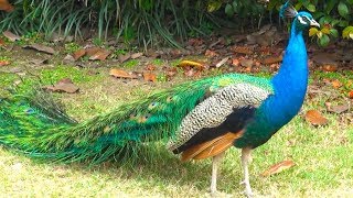 Peacock bird dance display [upl. by Nnayrb]