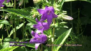 Flora View  Ruig Klokje  Campanula trachelium  Nettleleaved Bellflower [upl. by Mulderig921]