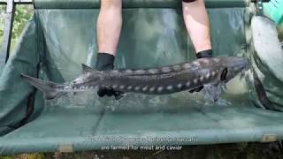 LIFESterlet Identification of Exotic Sturgeon Species [upl. by Otirecul]