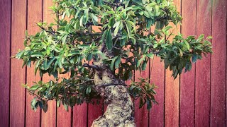 Making a Pyracantha bonsai with multiple trunks [upl. by Oflodur]