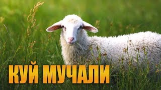 Мучаллар  Куй мучали хакида [upl. by Ludlew]