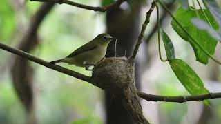 Nest material theft by bridled whiteeyes [upl. by Nisay]