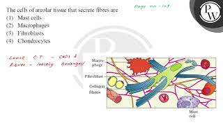 The cells of areolar tissue that secrete fibres are [upl. by Thisbee]