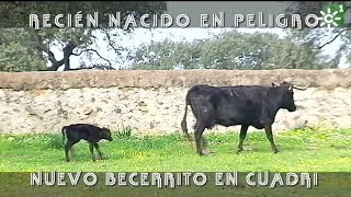 Toros de Cuadri becerro recién nacido en peligro  Toros desde Andalucía [upl. by Odlauso]