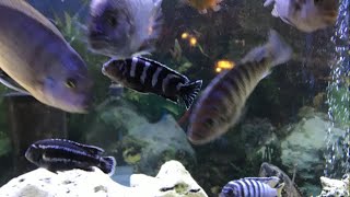 Review Demasoni Cichlid  Keeping Demasoni with other fish Review [upl. by Naujal786]