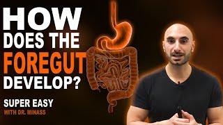 Embryology of the GIT I  Foregut Easy to Understand [upl. by Humbert]