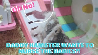 Roborovski Hamster Gave Birth and Daddy Hamster Keeps Grabbing Babies 仓鼠生产！鼠爸强照顾！ [upl. by Faux]