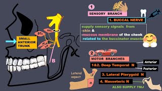 Mandibular nerve branches amp relations [upl. by Pegasus919]