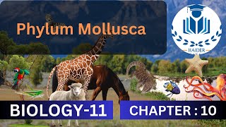 Phylum Mollusca  Class 11  Chapter 10 biology [upl. by Barney]