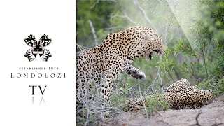 What happens when three leopards come together Londolozi TV [upl. by Alessandro]