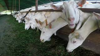 Goat Farming in New Zealand  PinnacleAg NZ [upl. by Alokin239]