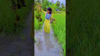 ধানের খেত থেকে পাতলা গাছ আনলাম টবে বসানোর জন্য water lily plant at home [upl. by Claudian604]