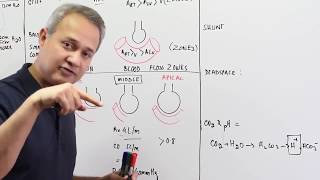 Ventilation Perfusion Ratio [upl. by Boynton]