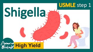 Shigella  shigellosis  Pathogenesis  transmission  identification and treatment  USMLE step 1 [upl. by Nhguahs]