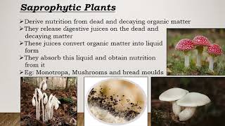 Saprophytic Plants [upl. by Slen]