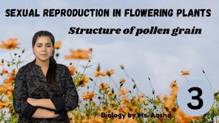 Sexual reproduction in flowering plants  structure of pollen grain  NEET CBSE CUET [upl. by Nwahsyd]