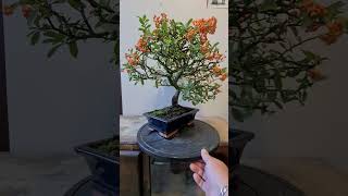 Bonsai Pyracantha [upl. by Anailuy]