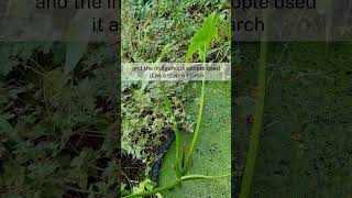 Growing Sagittaria latifolia wapato arrowhead Edible Aquatics [upl. by Eidak]