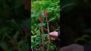 Japanese Knotweed Vegetable Harvest shorts ytshorts vegetables [upl. by Pyotr]