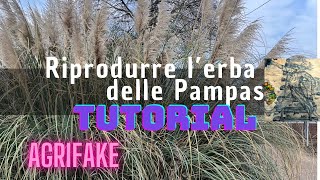 RIPRODURRE L’ERBA DELLE PAMPAS Cortaderia selloana [upl. by Gennifer547]