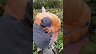 How to Measure a Giant Pumpkin pumpkin pumpkins giantfruits halloween garden farming [upl. by Domenech]