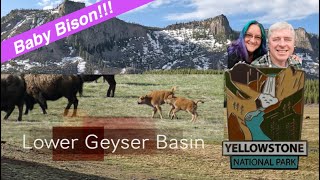 Baby Bison amp Gushing Geysers in Lower Geyser Basin in Yellowstone [upl. by Yurik]