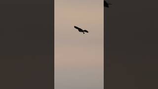 Harrier Handoff  Minute of Wildlife birds wildlife nature [upl. by Liag]