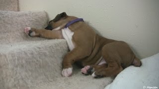 Sleepy 4 Week Old Boxer Puppies [upl. by Nelyt103]