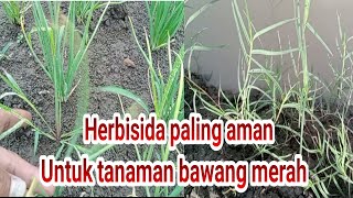 Herbisida paling aman untuk tanaman bawang merah [upl. by Boyce]