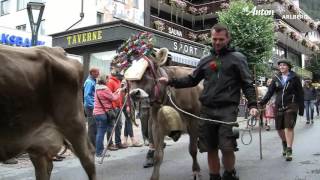 Almabtrieb 2016 in St Anton am Arlberg [upl. by Ettelimay438]