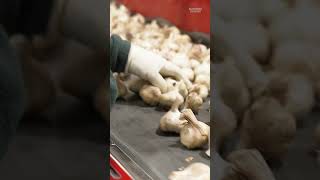 Christopher Ranch is one of the last garlic producers in the United States inflation markets [upl. by Seve]