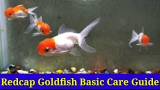 Red Cap Goldfish Basic Care Guide [upl. by Iot]