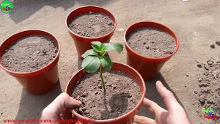 How to grow Dahlia plant from cutting all processजानये डेहलिया के कटिंग से पौधे कैसे उगाये [upl. by Anelra204]