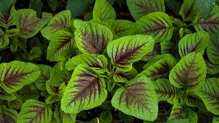 Introduce Amaranth and how to grow [upl. by Arreis908]