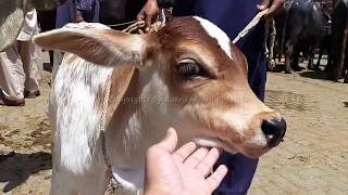 Australian Friesian Sahiwal Cow Mix Breed and Milk Capacity for Cattle Farming in Pakistan [upl. by Farant]