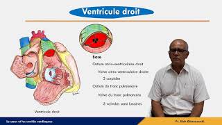 Le cœur  Ventricule droit [upl. by Uuge]