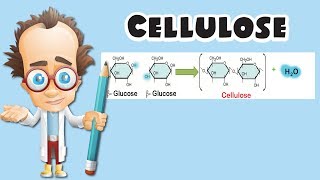 Cellulose [upl. by Kram]