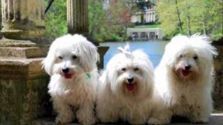 Coton de Tulear The MILESTONE Project a DOGumentary [upl. by Pallua]