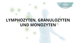 Leukozyten Granulozyten und Monozyten I Immunsystem I Vitalstoffe I ENSIGN OHG [upl. by Ramaj131]