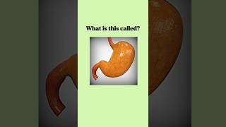 Can you name these human organs learnenglish english vocabulary dailyenglish esl [upl. by Neelram685]