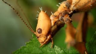 Spiny Leaf Insect  Extatosoma tiaratum  Adult female [upl. by Alwitt257]