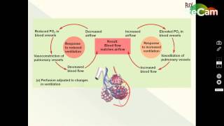 Ventilation Perfusion Coupling [upl. by Siloa]
