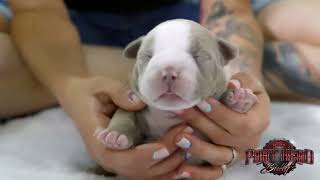 King Koopas Pocket Bully Puppies  2 Weeks and Already So Thick amp Cute [upl. by Ahsela]