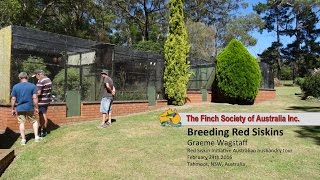 Breeding Red Siskins Graeme Wagstaff [upl. by Fenton]