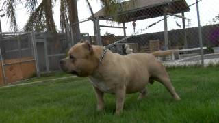 AMERICAN BULLY  FONZY [upl. by Balsam]