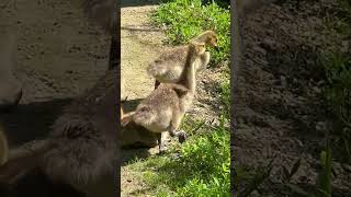 Canada goose goslings birdnoises canadageese babiechicks goslings [upl. by Nrehtak]