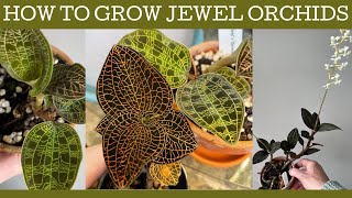 How to grow Jewel orchids basic care and repotting [upl. by Covell]