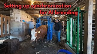 Putting in CIDRs and getting ready for AI breeding [upl. by Evyn871]