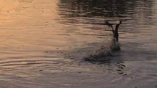 flight of the cormorant sunrise at Teddington lock [upl. by Mcgean505]